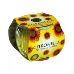 CITRONELLA DI JAVA IN BICCHIERE